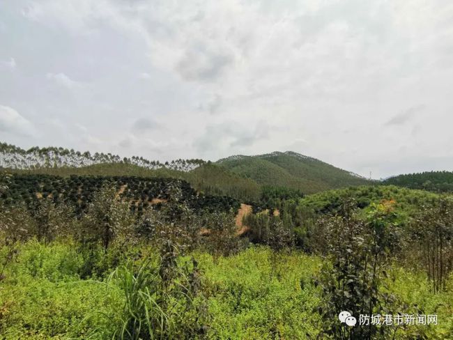 高岭理财(高岭资本最新调研)