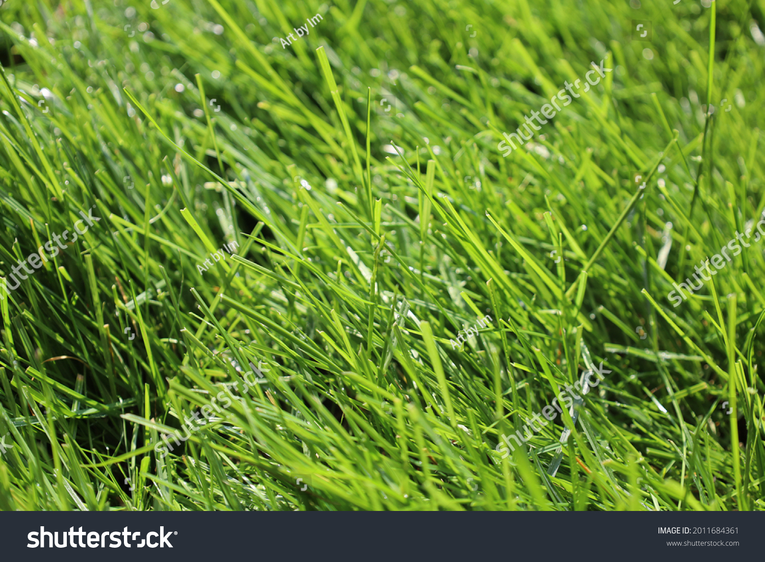 grass(grass可数还是不可数) grass(grass可数还是不可数)
