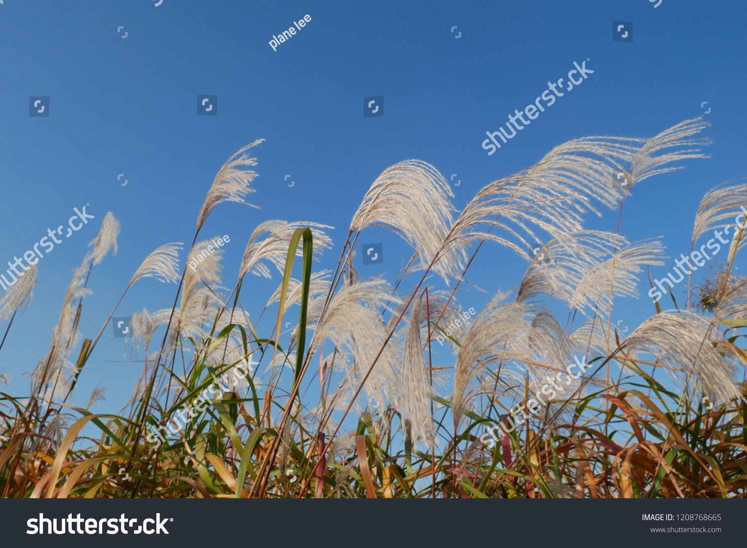 grass(grass什么意思)