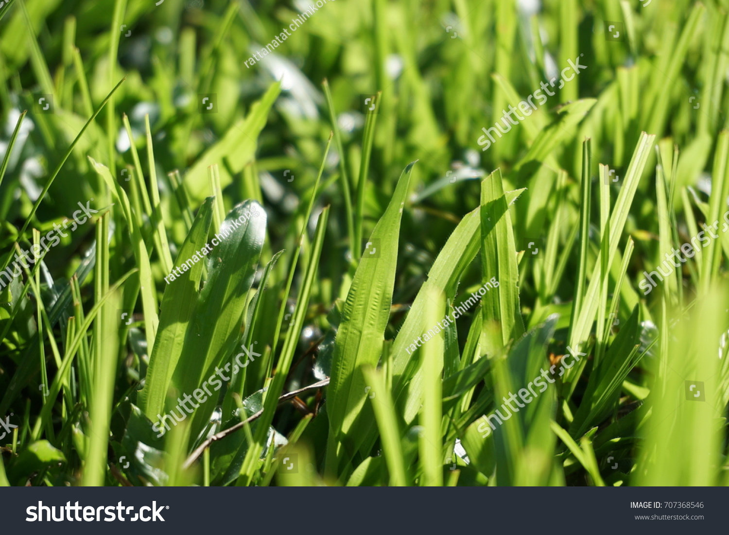 grass(grass复数) grass(grass复数)