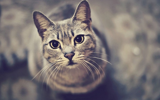 cat(cat中文翻译) cat(cat中文翻译)