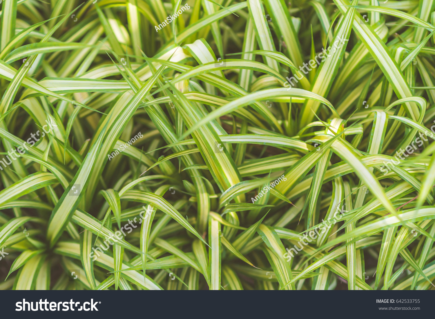 grass(grass是什么意思)