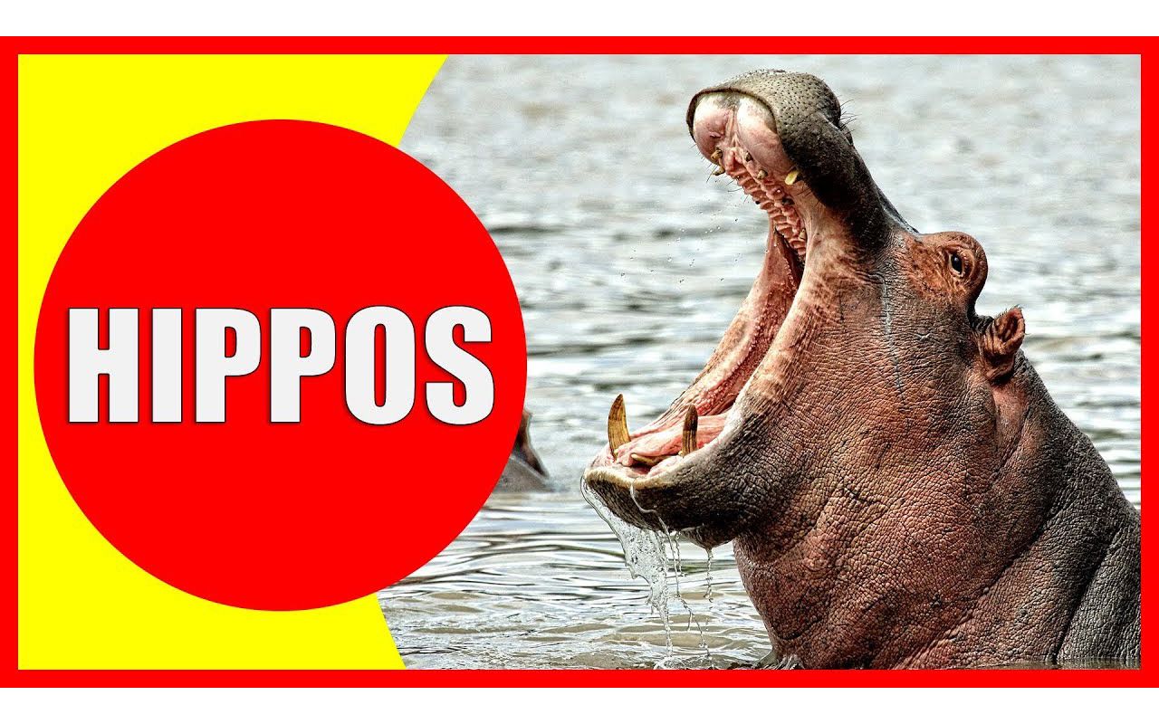 hippo(hippodrome) hippo(hippodrome)