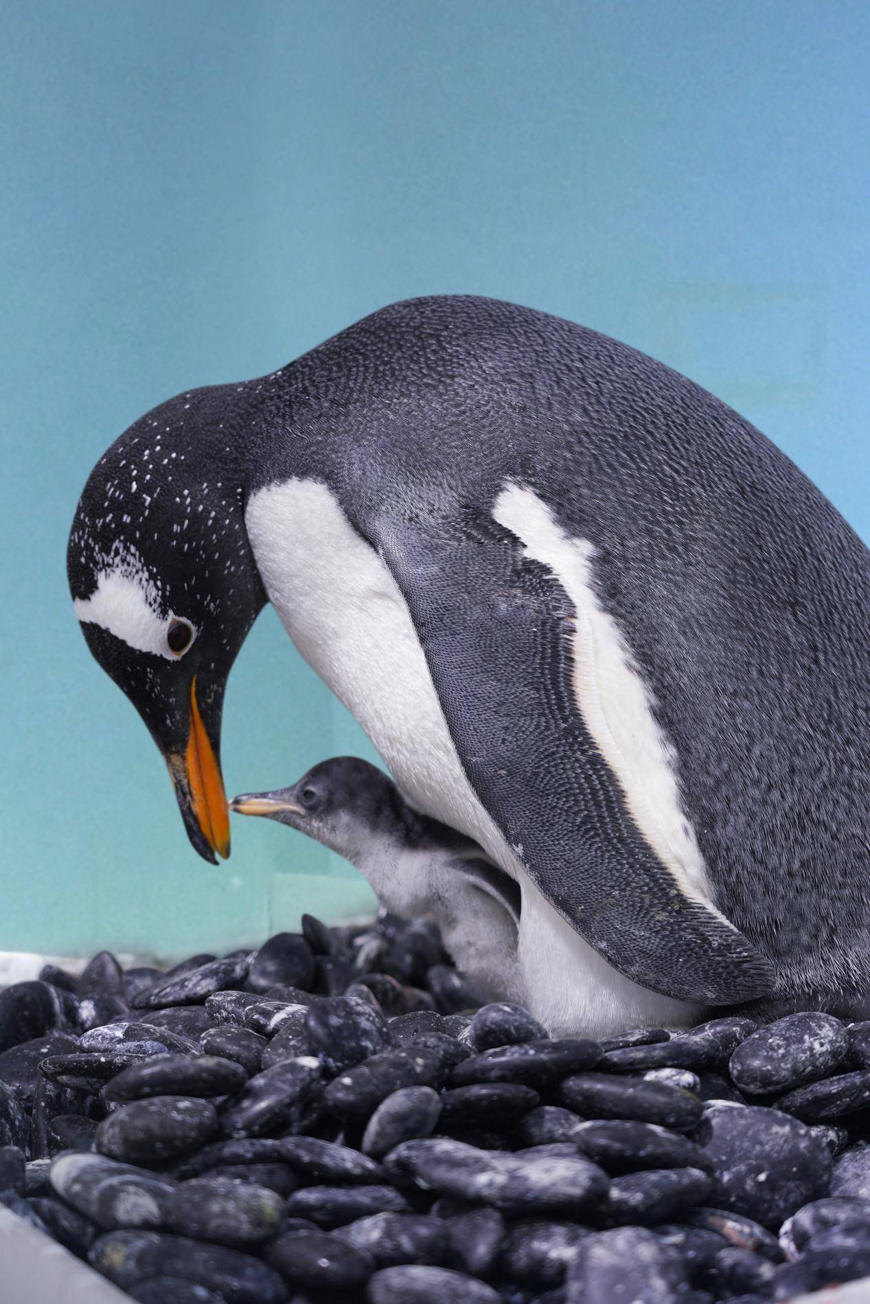 企鹅(企鹅体育)