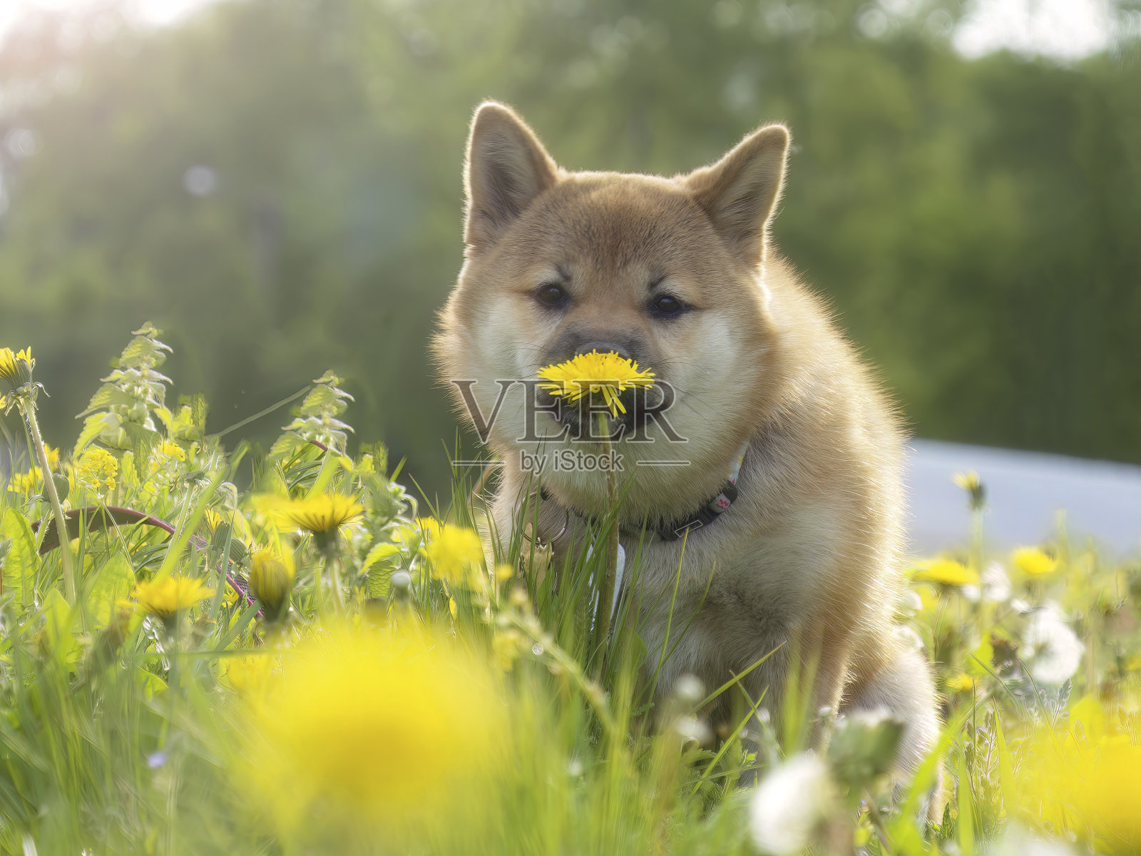 dogecoin(dogecoin怎么交易买卖下载地址链接中国)
