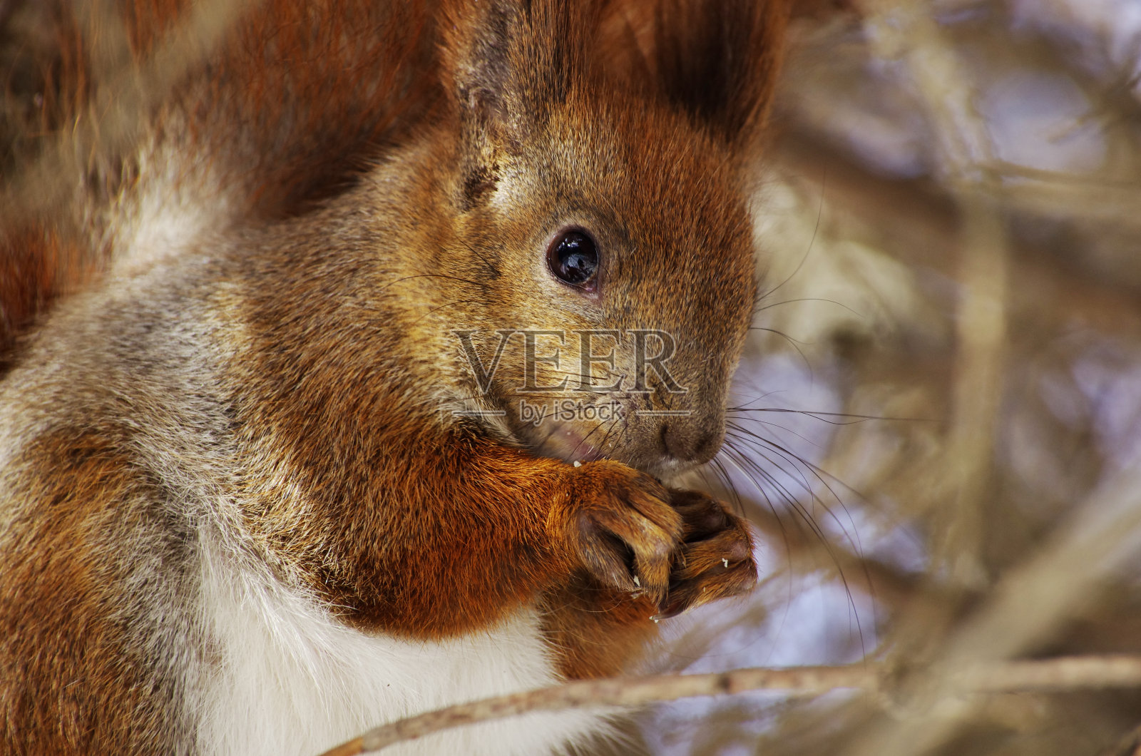 松鼠(松鼠的资料)
