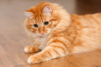 cat(cathie wood谈比特币) cat(cathie wood谈比特币)