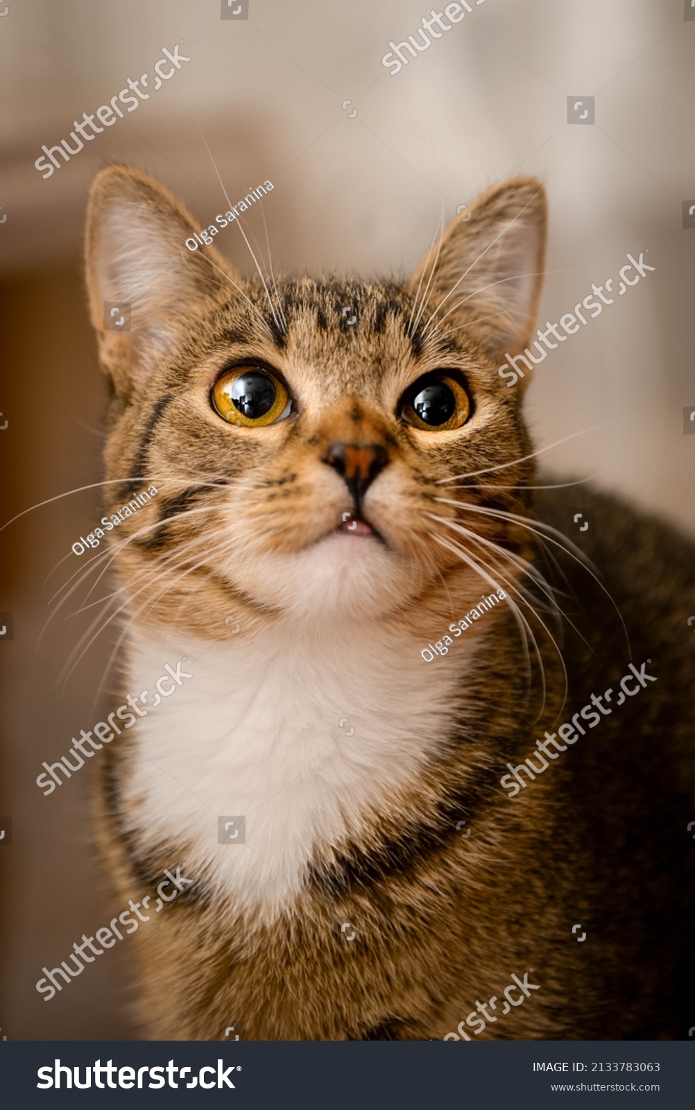 cat(category)