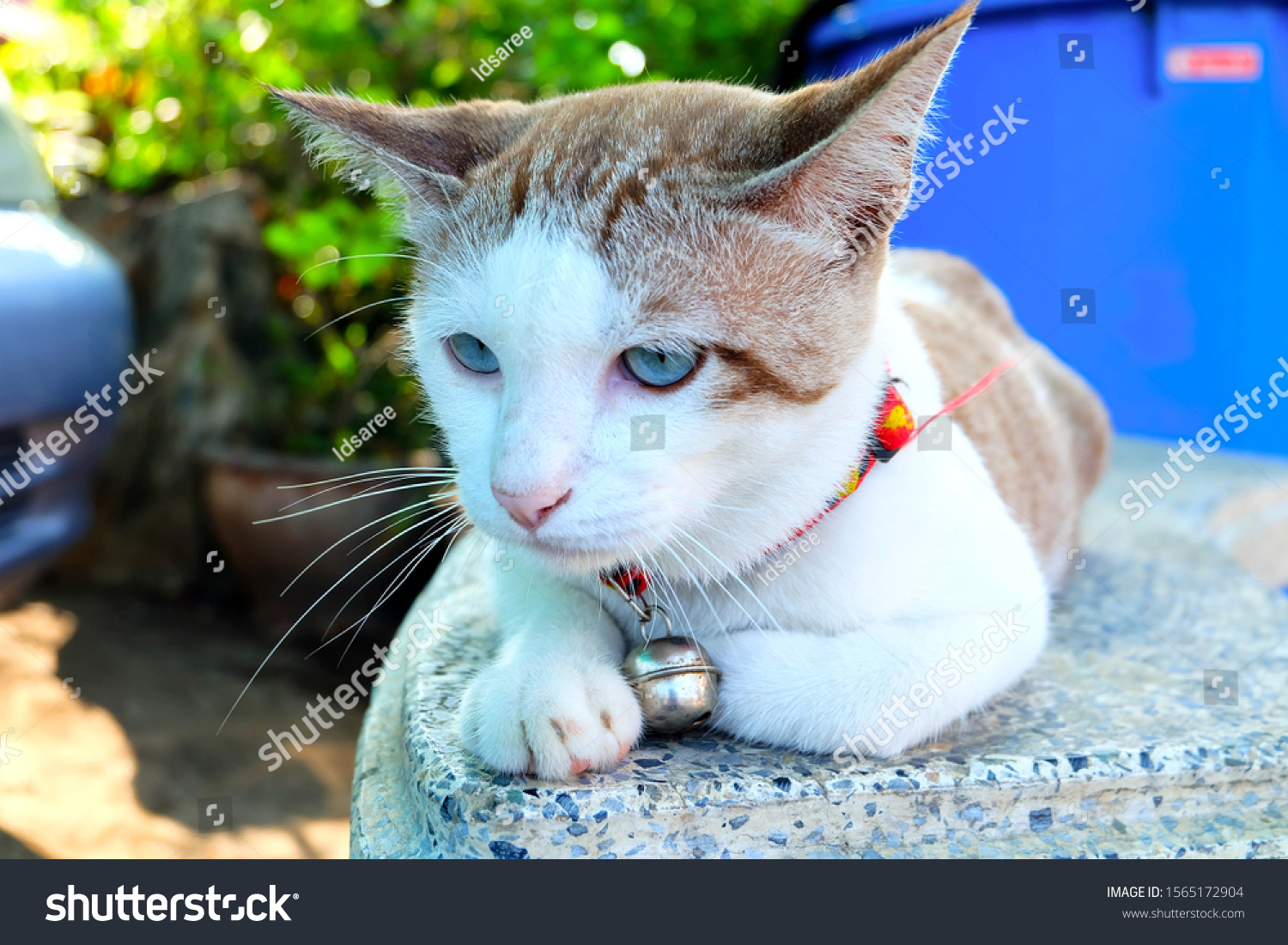 cat(cat英语怎么读)