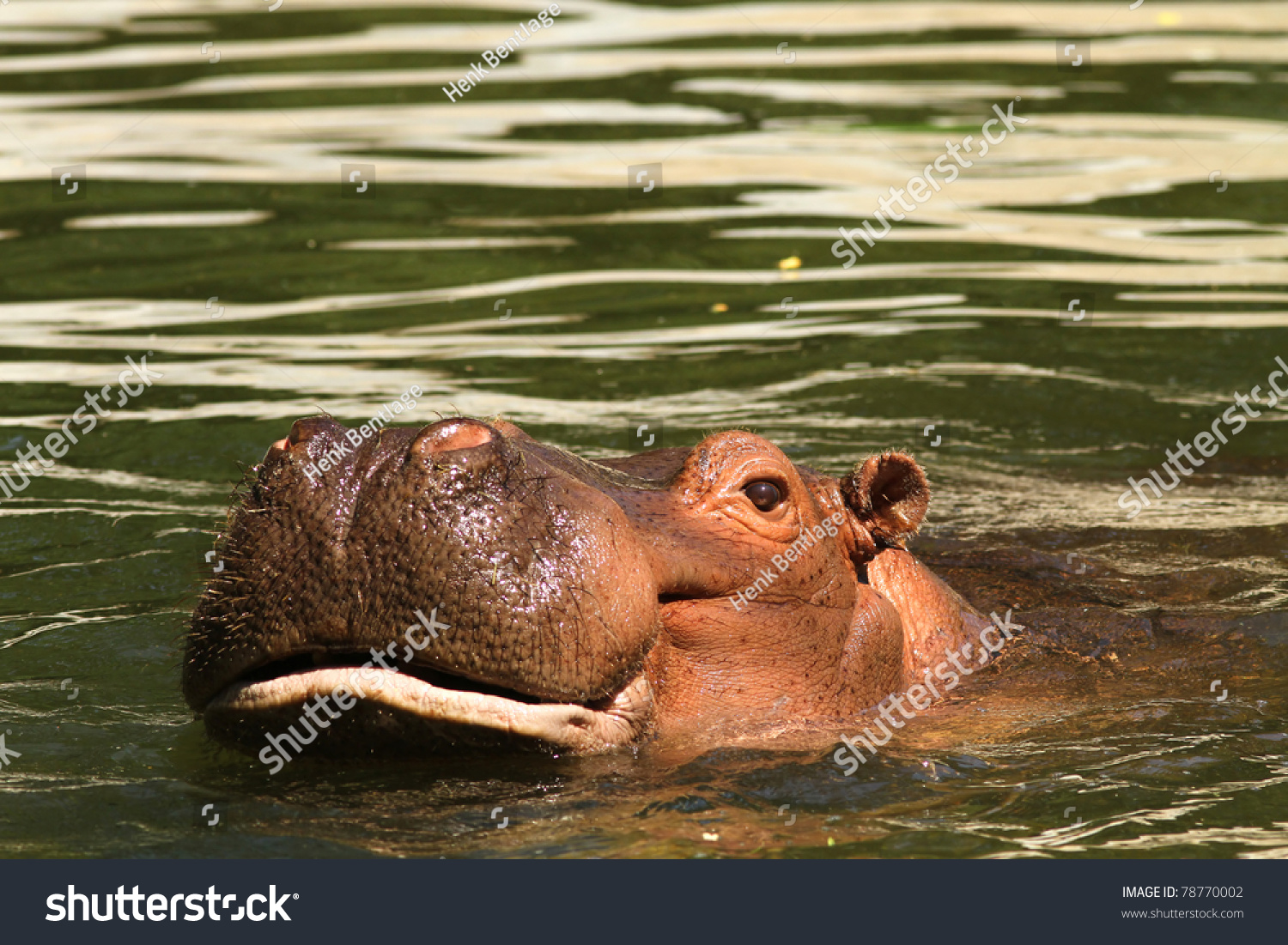 hippo(hippop) hippo(hippop)