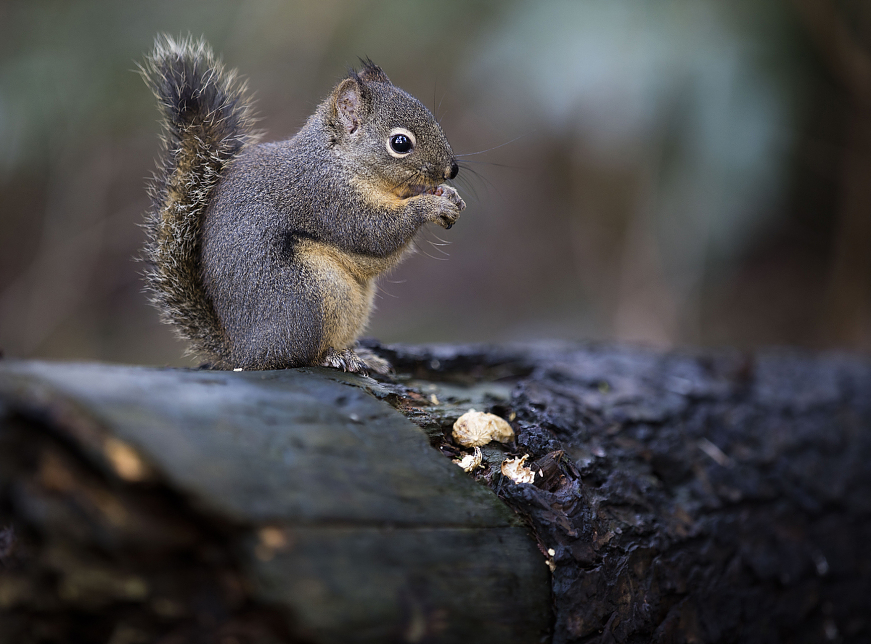 松鼠(松鼠桂鱼)