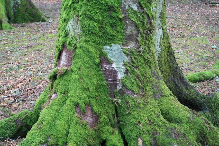 moss(moss是什么意思) moss(moss是什么意思)