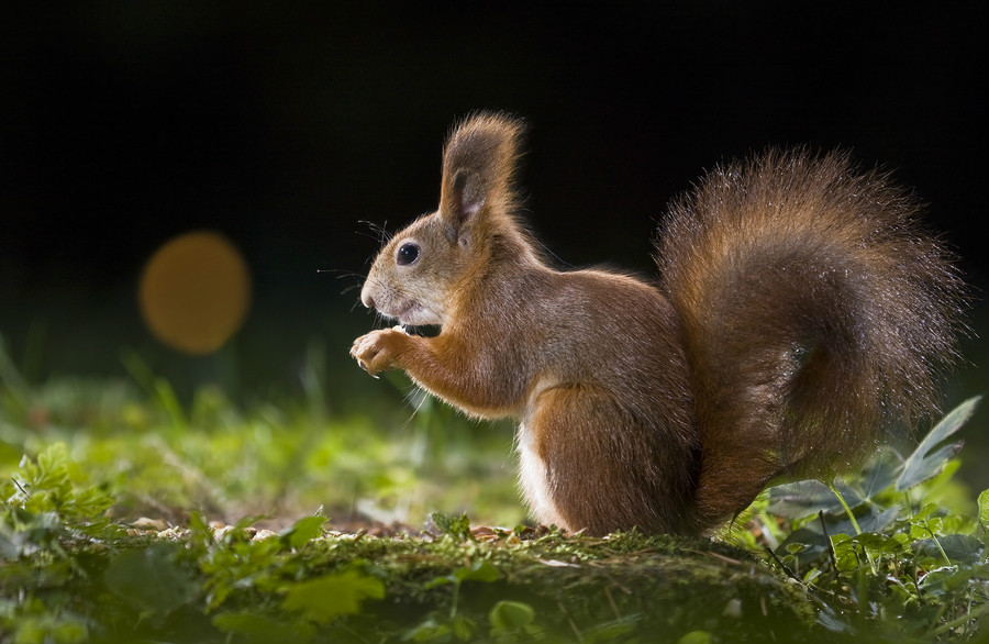 松鼠(松鼠喜欢吃什么食物) 松鼠(松鼠喜欢吃什么食物)