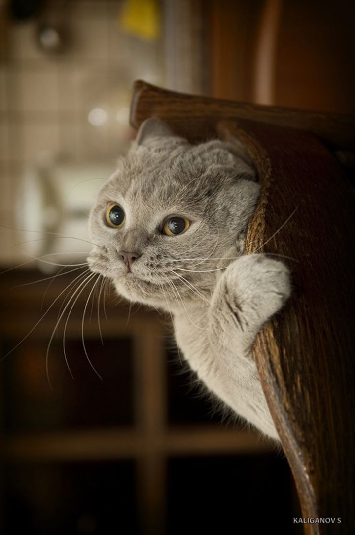 cat(cathay pacific) cat(cathay pacific)