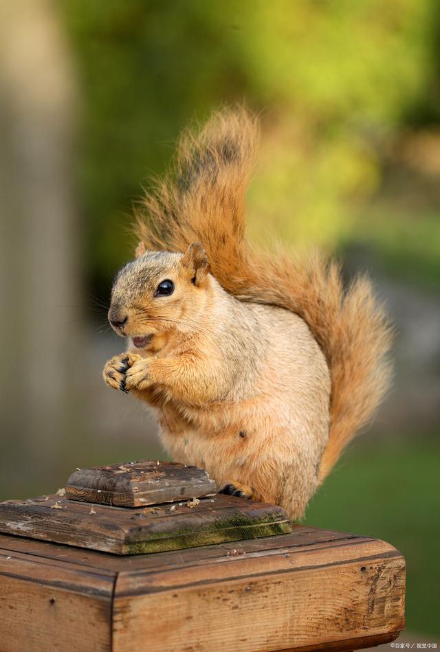 松鼠(松鼠课文)