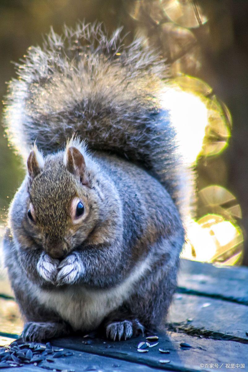 松鼠(松鼠英语怎么说)