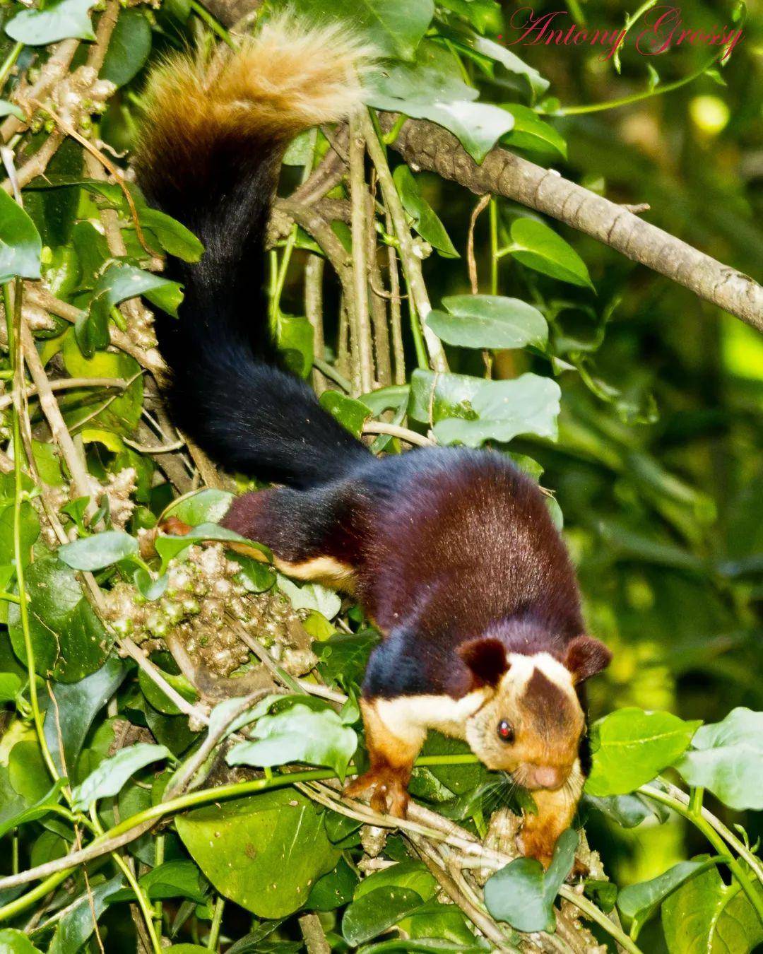 松鼠(松鼠鳜鱼是哪个地方的特色菜)
