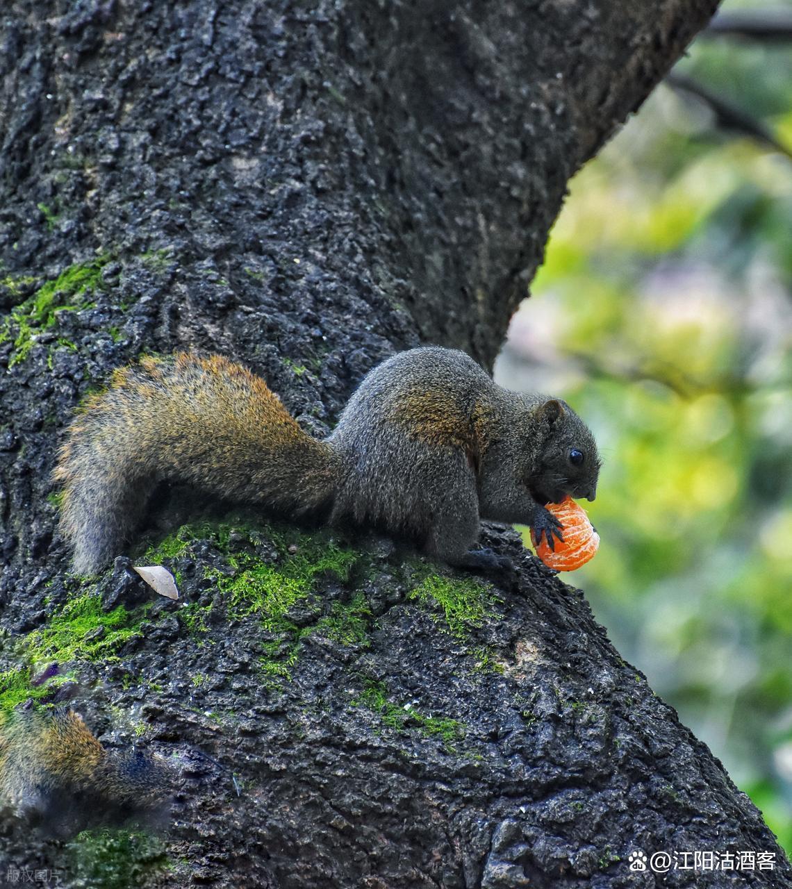 松鼠(松鼠鳜鱼是哪个地方的特色菜) 松鼠(松鼠鳜鱼是哪个地方的特色菜)