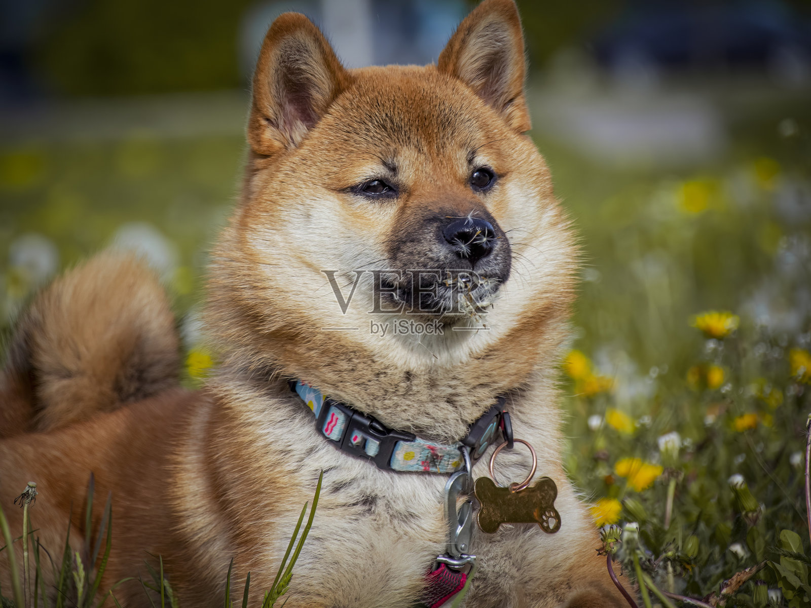 dogecoin(dogecoin交易所下载安装官方新版本点击获取net)