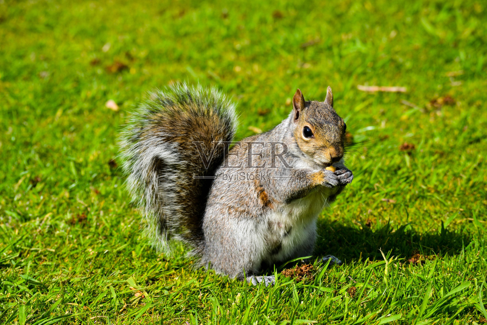 松鼠(松鼠是国家保护动物吗) 松鼠(松鼠是国家保护动物吗)