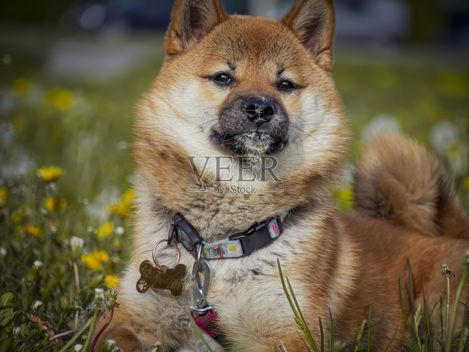 dogecoin(dogecoin交易所下载官网入口地址点击获取org) dogecoin(dogecoin交易所下载官网入口地址点击获取org)